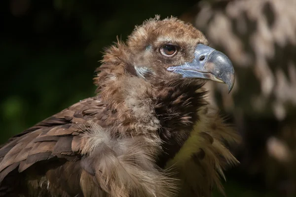 Sup hnědý (aegypius monachus) — Stock fotografie