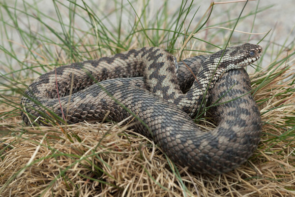 Европейская гадюка (Vipera berus)
).