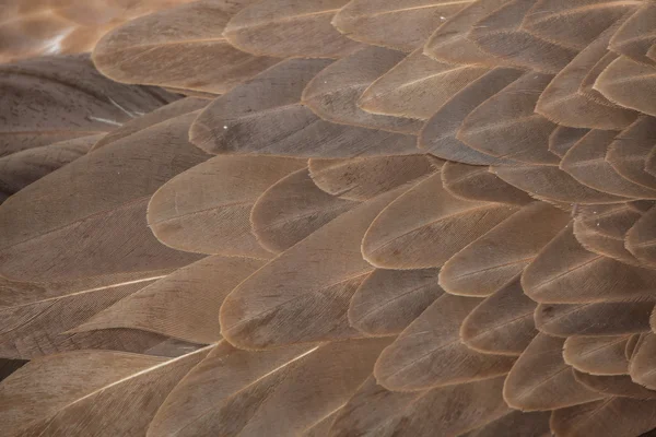 グリフォンのハゲタカの羽テクスチャ — ストック写真