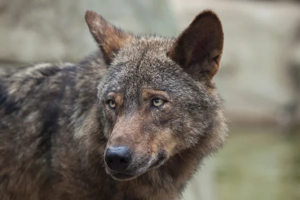 Lobo ibérico (Canis lupus signatus ). — Foto de Stock