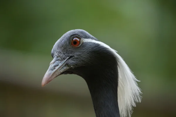 Demoiselle crane (anthropoides Jungfrun). — Stockfoto