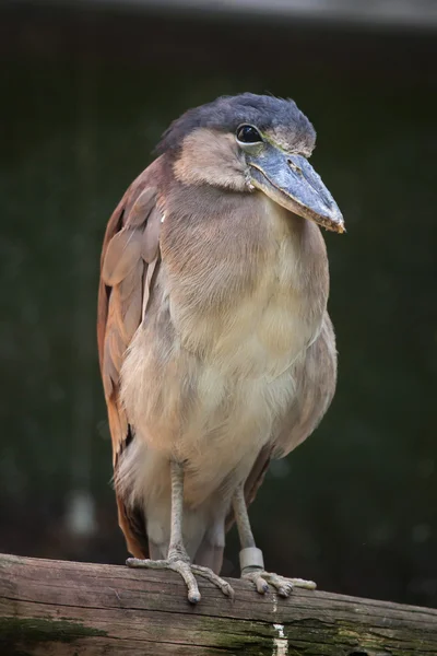 Heron ditagih perahu (Cochlearius cochlearius ). — Stok Foto