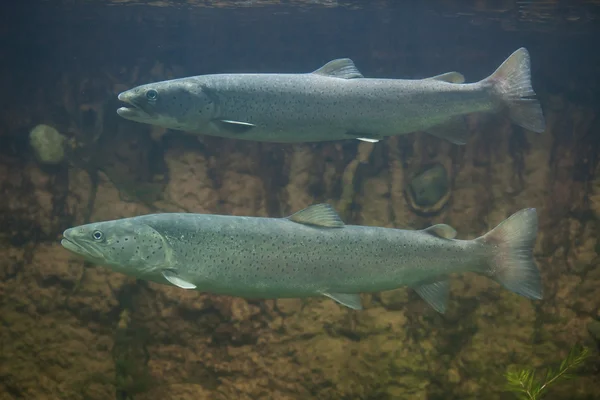Huchen o salmón del Danubio . — Foto de Stock