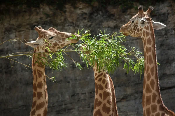 Giraffe di Kordofan (Giraffa camelopardalis antiquorum ) — Foto Stock