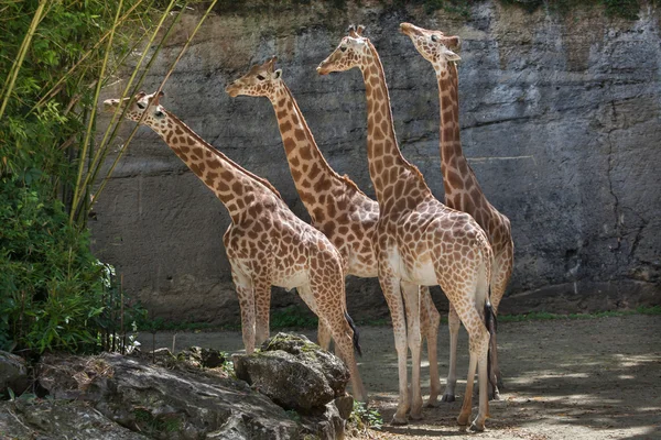 Girafas de Kordofan (Giraffa camelopardalis antiquorum ) — Fotografia de Stock