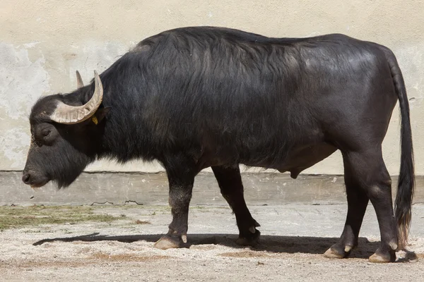 亚洲水牛 （水牛水牛) — 图库照片