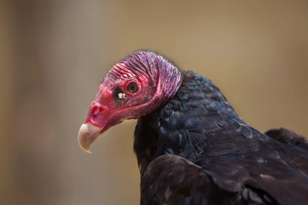 Truthahngeier (cathartes aura)) — Stockfoto