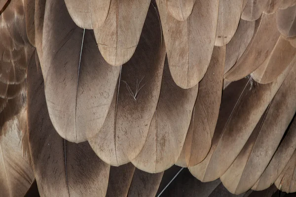 Textura de plumagem de Abutre Cinereoso — Fotografia de Stock