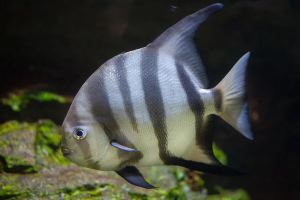 大西洋 spadefish (Chaetodipterus フェーバー) — ストック写真