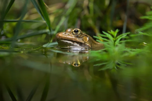 Rana de pantano (pelophylax ridibundus ). — Foto de Stock