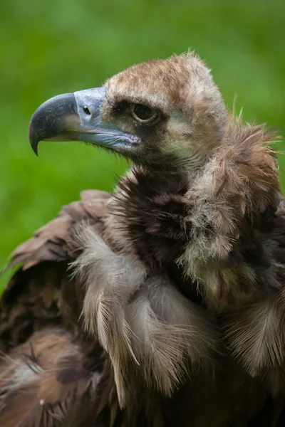Cinereous vulture (Aegypius monachus) — Stock Photo, Image