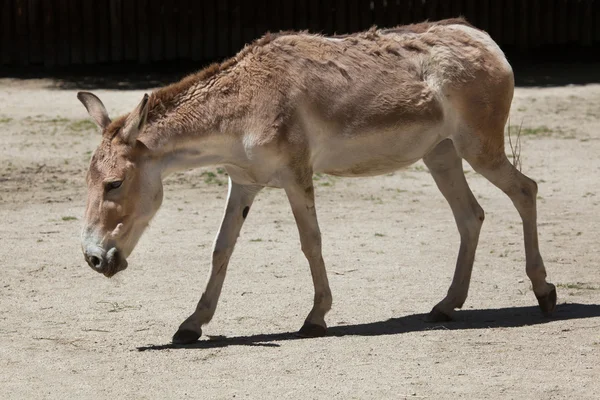 Персидский онагер (Equus hemionus onager ). — стоковое фото