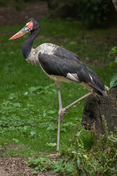 Eyer - gagalı leylek (ephippiorhynchus senegalensis). — Stok fotoğraf