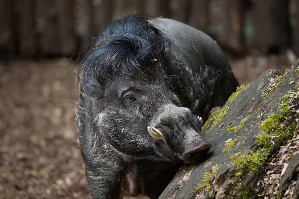 Cerdo verrugoso de Visaya (Sus cebifrons ). — Foto de Stock