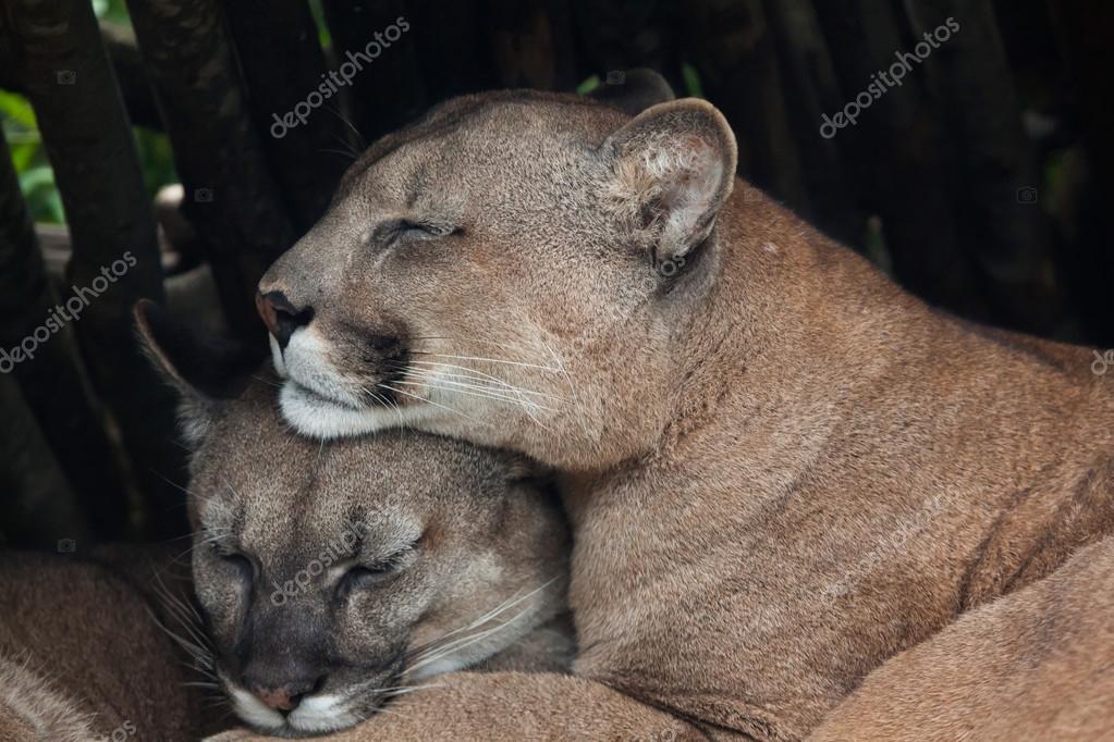 Pumas chilenas (Puma concolor — Foto de stock #126490456 © wrangel