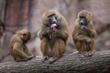 Guinea baboons (Papio papio).  clipart