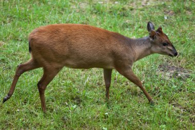 Red forest duiker (Cephalophus natalensis). clipart