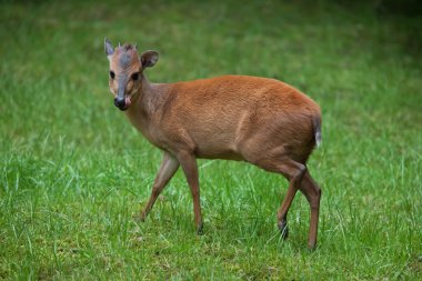 Red forest duiker (Cephalophus natalensis). clipart