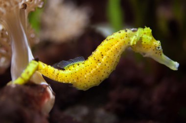 İnce deniz atı (Hippocampus reidi).