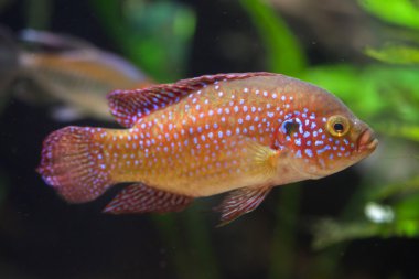 Afrika jewelfish (Hemichromis bimaculatus).