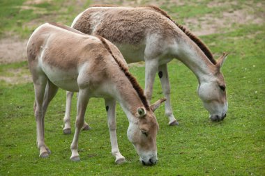 Turkmenian kulan (Equus hemionus kulan).