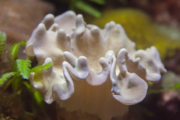皮革蘑菇珊瑚 — 图库照片