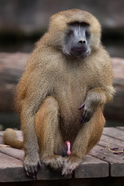 Guiné babuíno (papio papio ). — Fotografia de Stock
