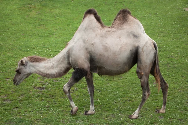 Wielbłąd dwugarbny (Camelus bactrianus). — Zdjęcie stockowe