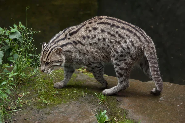 钓鱼猫 (Prionailurus viverrinus). — 图库照片