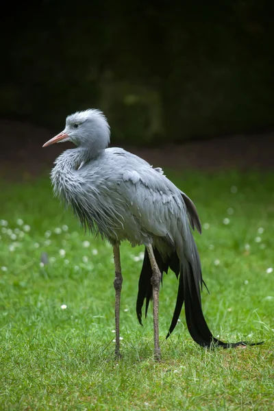 Синий кран (Grus paradisea ). — стоковое фото