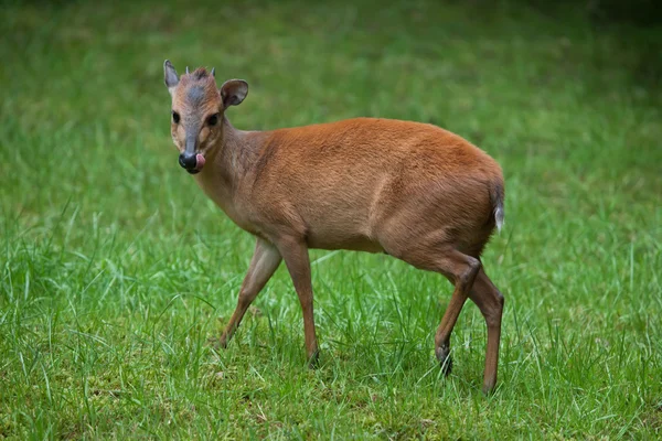 Red forest duiker (Cephalophus natalensis). — Stock Photo, Image