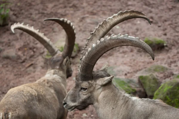 Alpine ibexes (Capra ibex ibex). — Stock Photo, Image