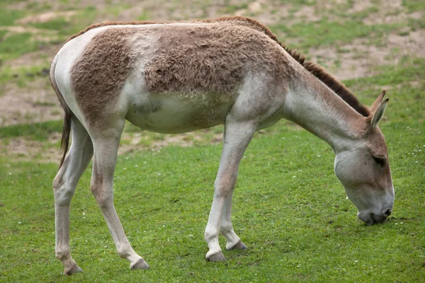 Turkmenian kulan (Equus hemionus kulan). — Stock Photo, Image