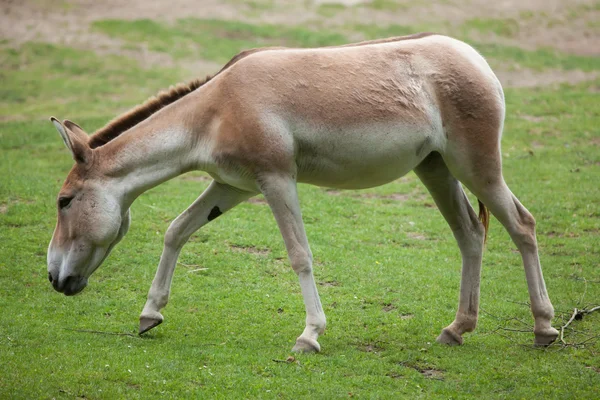 Kulan turcomano (Equus hemionus kulan ). — Foto de Stock