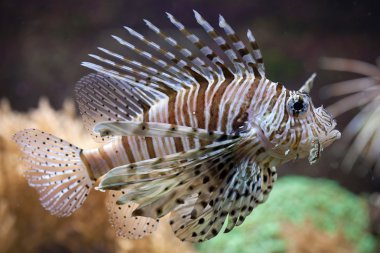 Kırmızı lionfish (Pterois volitans).