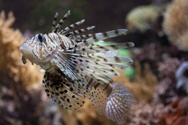 Kırmızı lionfish (Pterois volitans).
