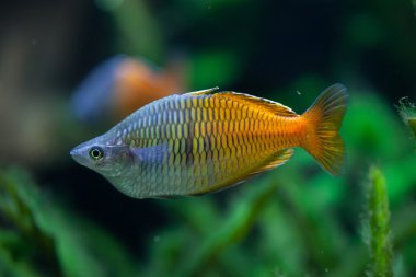Boeseman'ın rainbowfish (Melanotaenia boesemani).