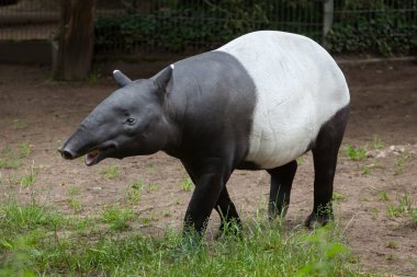 Malayan tapir (Tapirus indicus). clipart