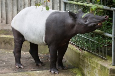 Malayan tapir (Tapirus indicus). clipart