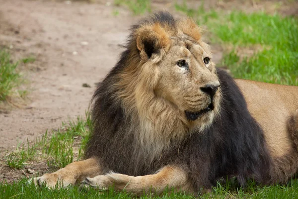Lion asiatique (Panthera leo persica)). — Photo