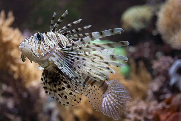 Lionfish vermelho (Pterois volitans ). — Fotografia de Stock