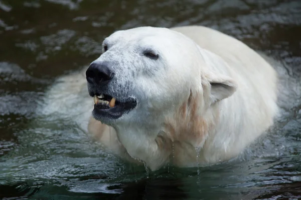 Oso polar (ursus maritimus). —  Fotos de Stock