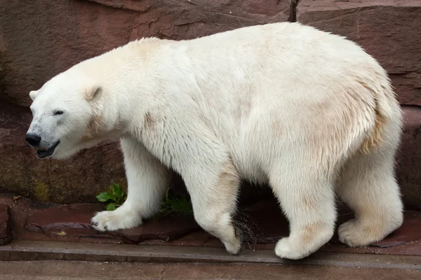 Eisbär (ursus maritimus)). — Stockfoto