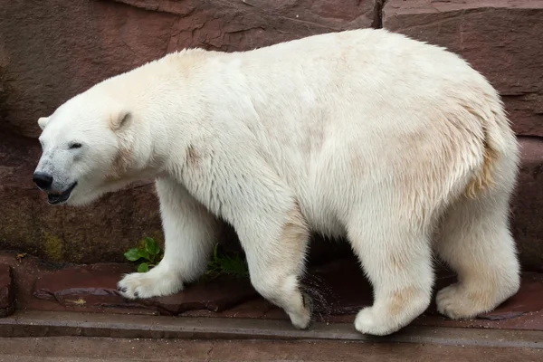 IJsbeer (ursus maritimus)). — Stockfoto