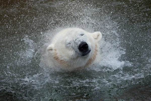 Isbjörn (Ursus maritimus)). — Stockfoto