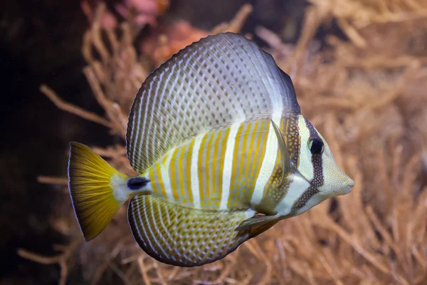 Sailfin 唐 (Zebrasoma veliferum). — 图库照片