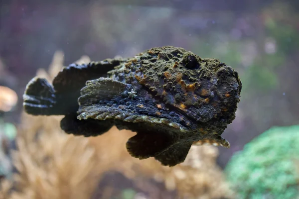 Resif Stonefish (Synanceia Verrucosa). — Stok fotoğraf