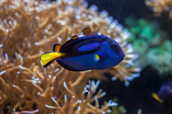 Acanthurus niebieski (Pokolec królewski). — Zdjęcie stockowe