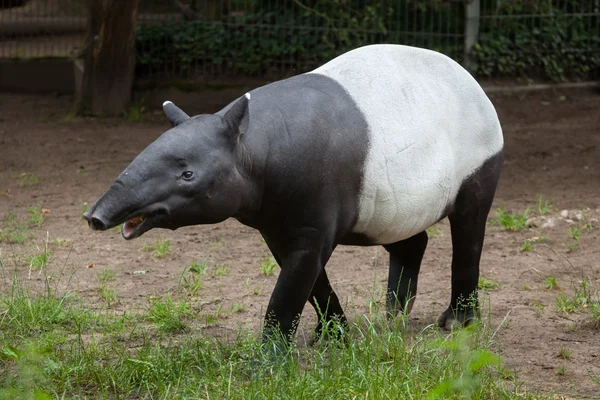 Anta malaia (tapirus indicus ). — Fotografia de Stock