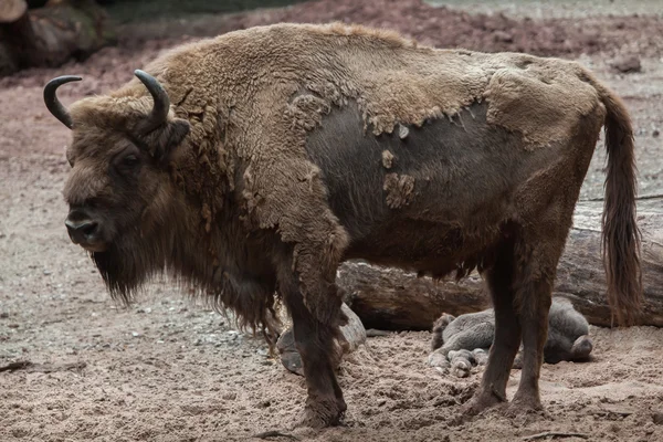 Європейський бізон (Bison bonasus). — стокове фото